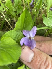Viola odorata