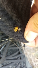 Calocoris barberi