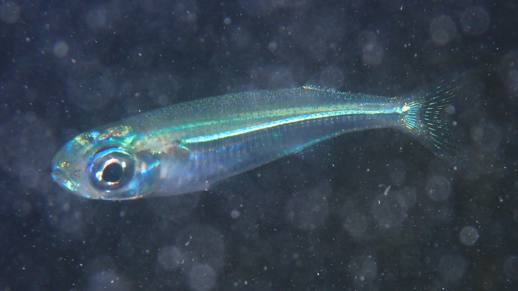 Hardhead silverside (Atherinomorus stipes) — Atherinidae