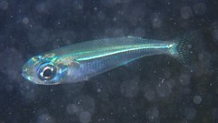 Atherinomorus stipes