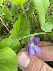 Viola odorata