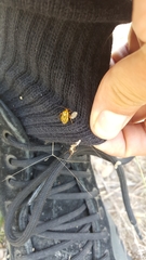 Calocoris barberi