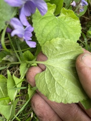 Viola odorata