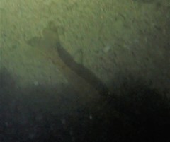 Metapenaeopsis goodei