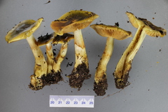 Cortinarius alienatus