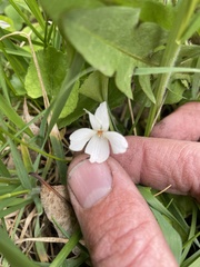 Viola