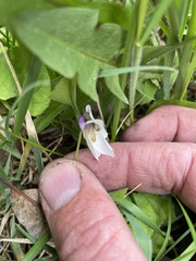 Viola