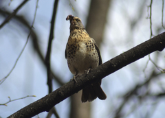 Turdus pilaris
