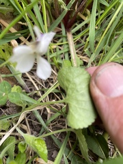 Viola