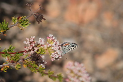 Euphilotes bernardino bernardino