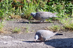 Columba palumbus