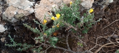 Genista canariensis image