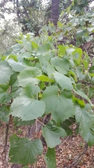 Vitis berlandieri
