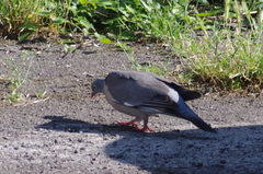 Columba palumbus