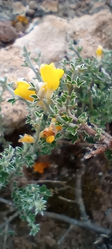 Genista canariensis image