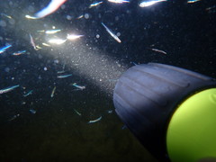 Atherinomorus stipes