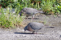 Columba palumbus