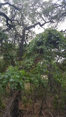 Vitis berlandieri