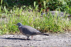 Columba palumbus