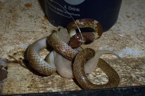 Indian Wolf Snake photographed in Mauritius