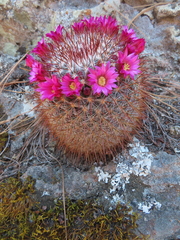 Mammillaria rekoi