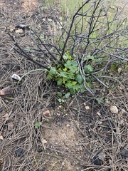 Fremontodendron decumbens