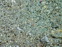 Coryphopterus urospilus