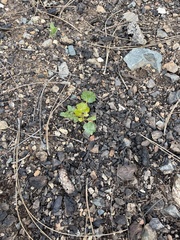 Fremontodendron decumbens