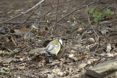 Parus major