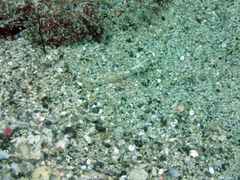 Coryphopterus urospilus