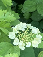 Viburnum opulus