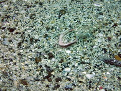 Coryphopterus urospilus