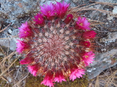 Mammillaria rekoi