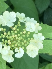 Viburnum opulus