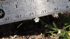 Plagiobothrys collinus fulvescens