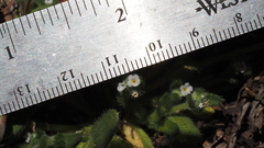 Plagiobothrys collinus fulvescens