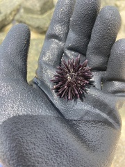 Echinometra oblonga
