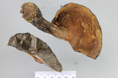 Phlebopus marginatus