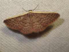 Idaea inversata