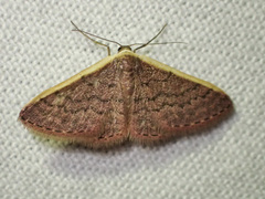 Idaea inversata