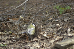 Parus major