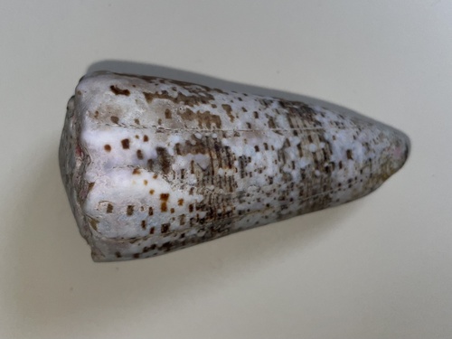 Conus imperialis observed 2019-06-22