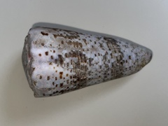 Conus imperialis