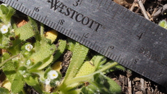 Plagiobothrys collinus fulvescens