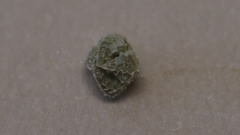 Plagiobothrys collinus fulvescens