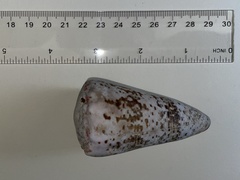 Conus imperialis