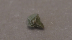 Plagiobothrys collinus fulvescens