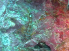 Lepidonectes corallicola