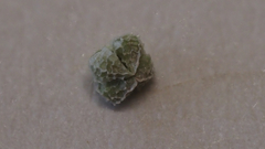 Plagiobothrys collinus fulvescens