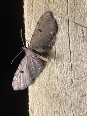Eupithecia assimilata